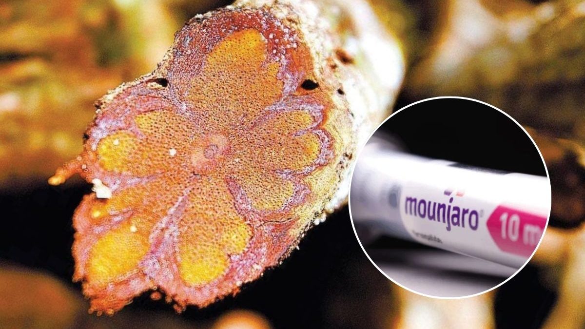 Depois de dominar o emagrecimento, dona do Mounjaro aposta no psicodelismo da ayahuasca como remédio e mira lucro de R$ 35,7 bi