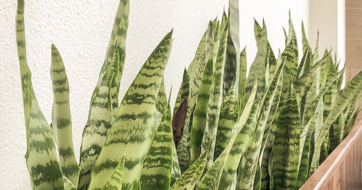 Espanta-olho-gordo: as 5 plantas de ‘proteção’ mais famosas do Brasil e como cuidar delas dentro de casa