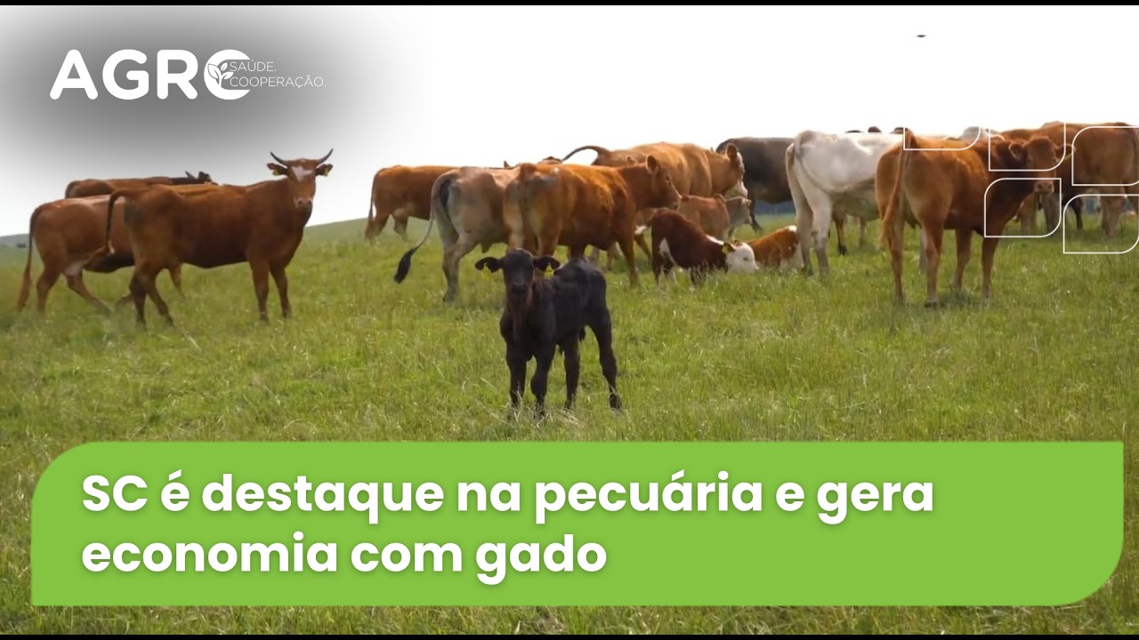 Agro Saúde e Cooperação – Gado de Corte