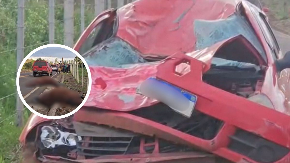 Cavalos soltos provocam acidente, morrem e deixam carro destruído em SC
