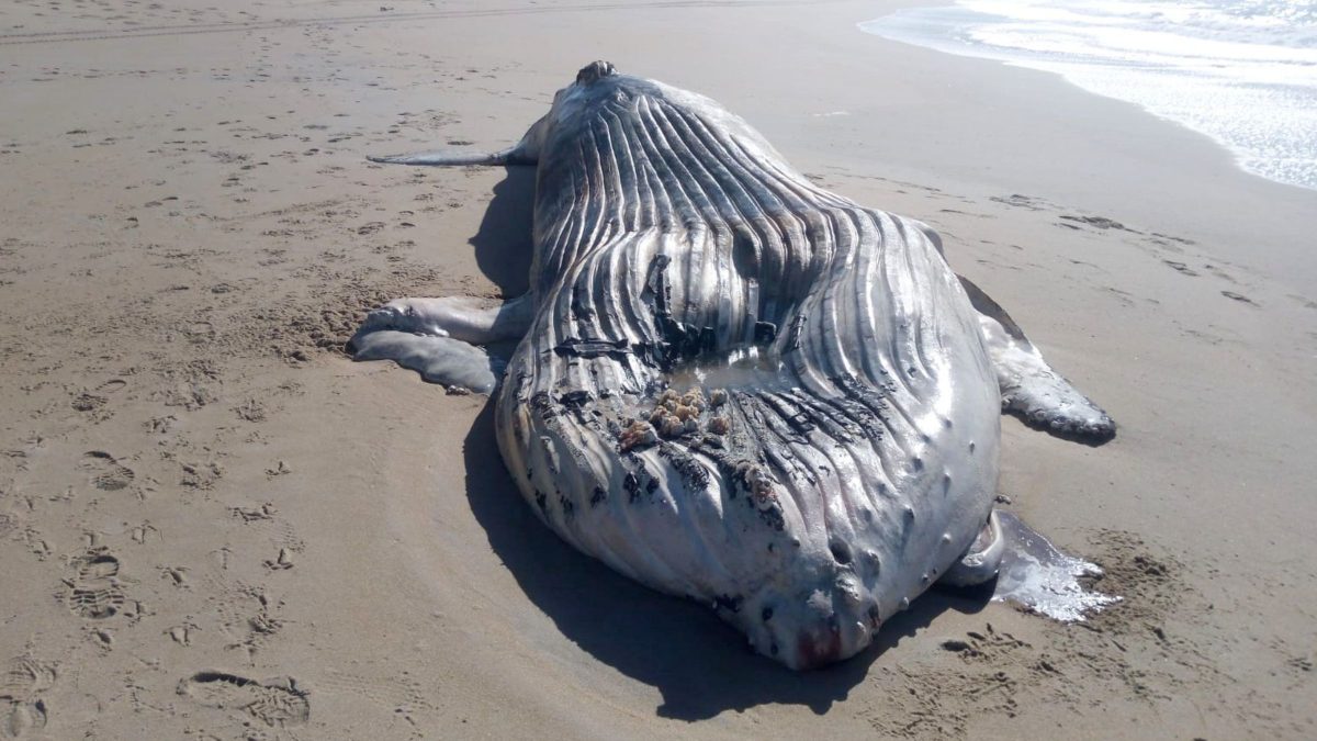 Gigante do mar encalha em cidade mais azul do Brasil e mobiliza força-tarefa