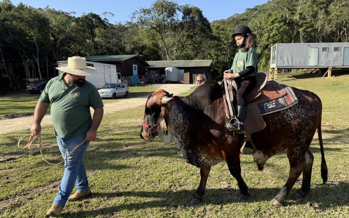 Festa do Colono terá montaria em touro de verdade como atração inédita