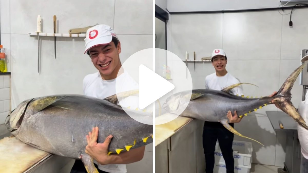 Atum gigante impressiona pelo tamanho em peixaria de Joinville: ‘Um dos mais caros do mundo’