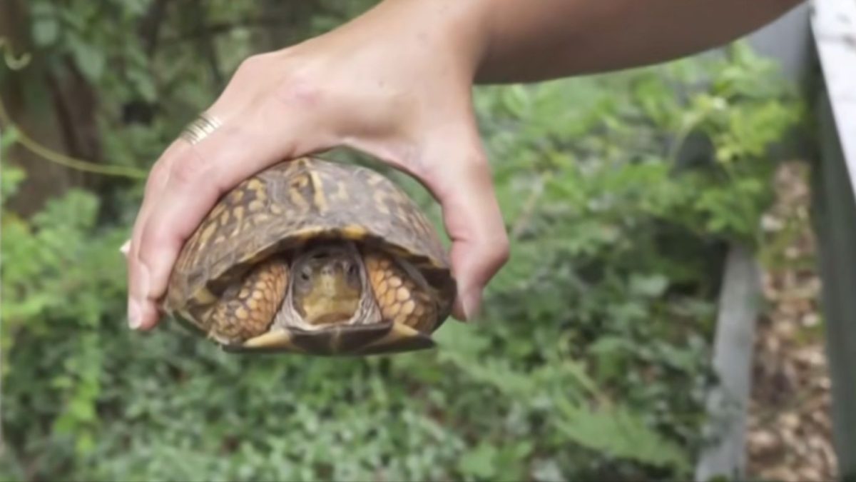 Tartarugas começam a invadir quintais e tomam conta das ruas, mas a descoberta de mais de 100 animais espalhados perto de um rio faz polícia investigar comércio ilegal