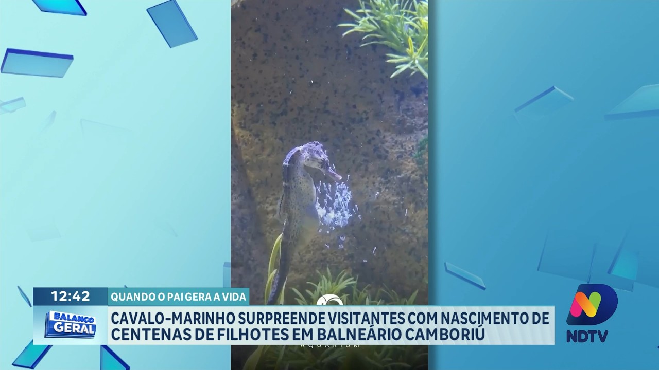 Cavalo-marinho surpreende com nascimento de filhotes em Balneário Camboriú