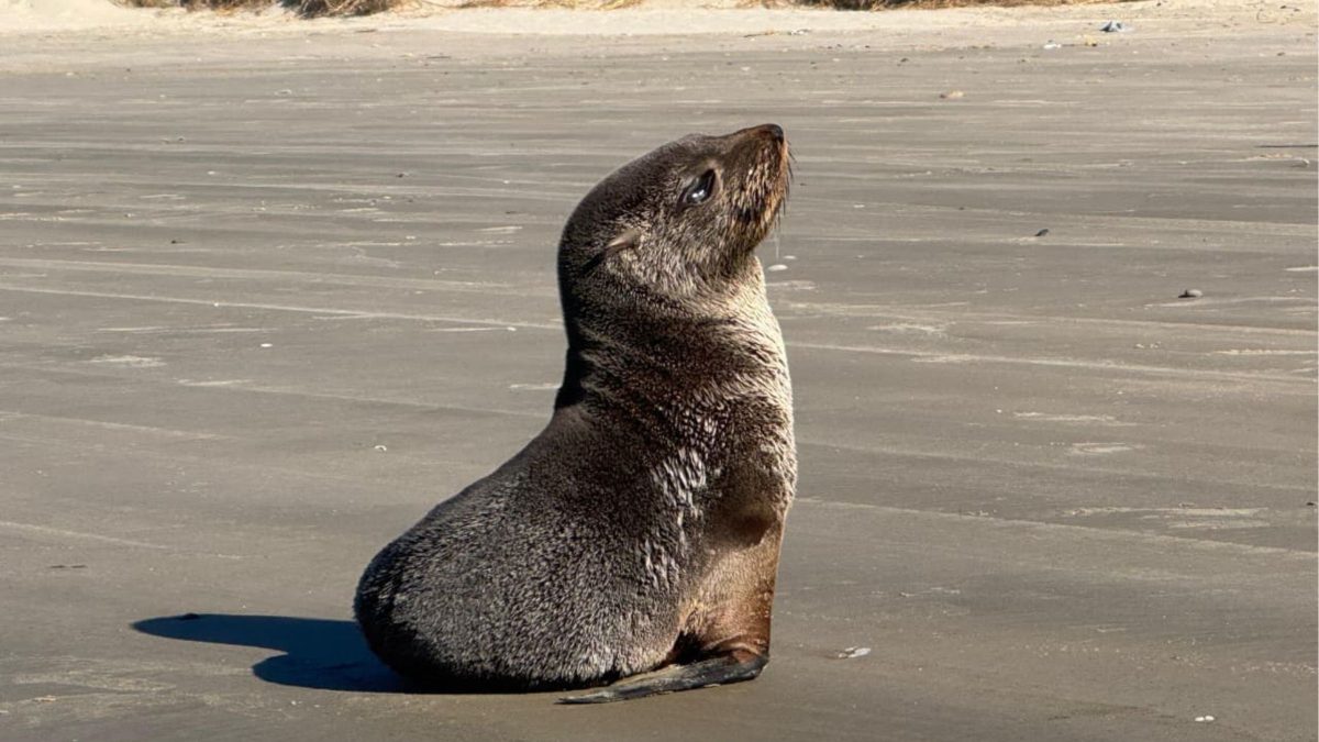 Ataques de cães matam ao menos 10 animais marinhos em praias de SC; monitoramento registra 165 aparições de lobos e leões-marinhos pelo Litoral Sul