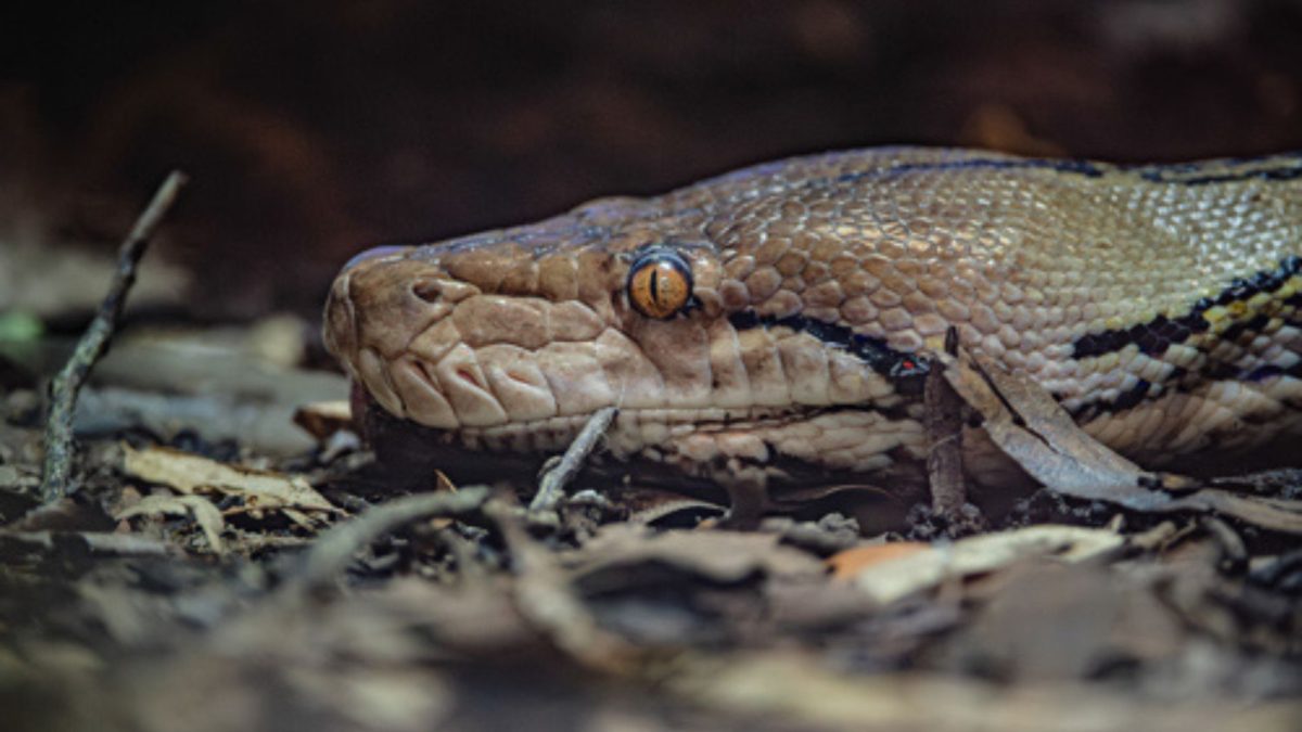 Eletroquimioterapia em cobra é usada em píton de 4,6 metros depois que tumor maligno voltou à mandíbula e ameaçou sua alimentação pela segunda vez