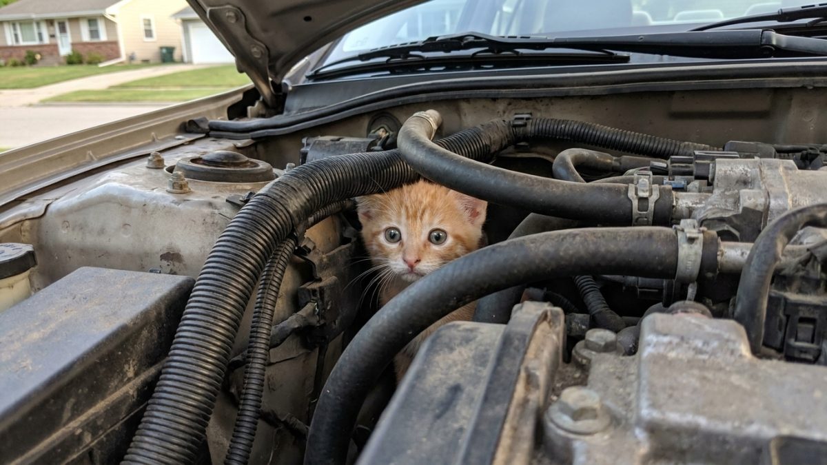 Gatinho de 5 semanas é descoberto escondido no motor de um carro após um miado, mas ninguém esperava quem acabaria levando o filhote para casa