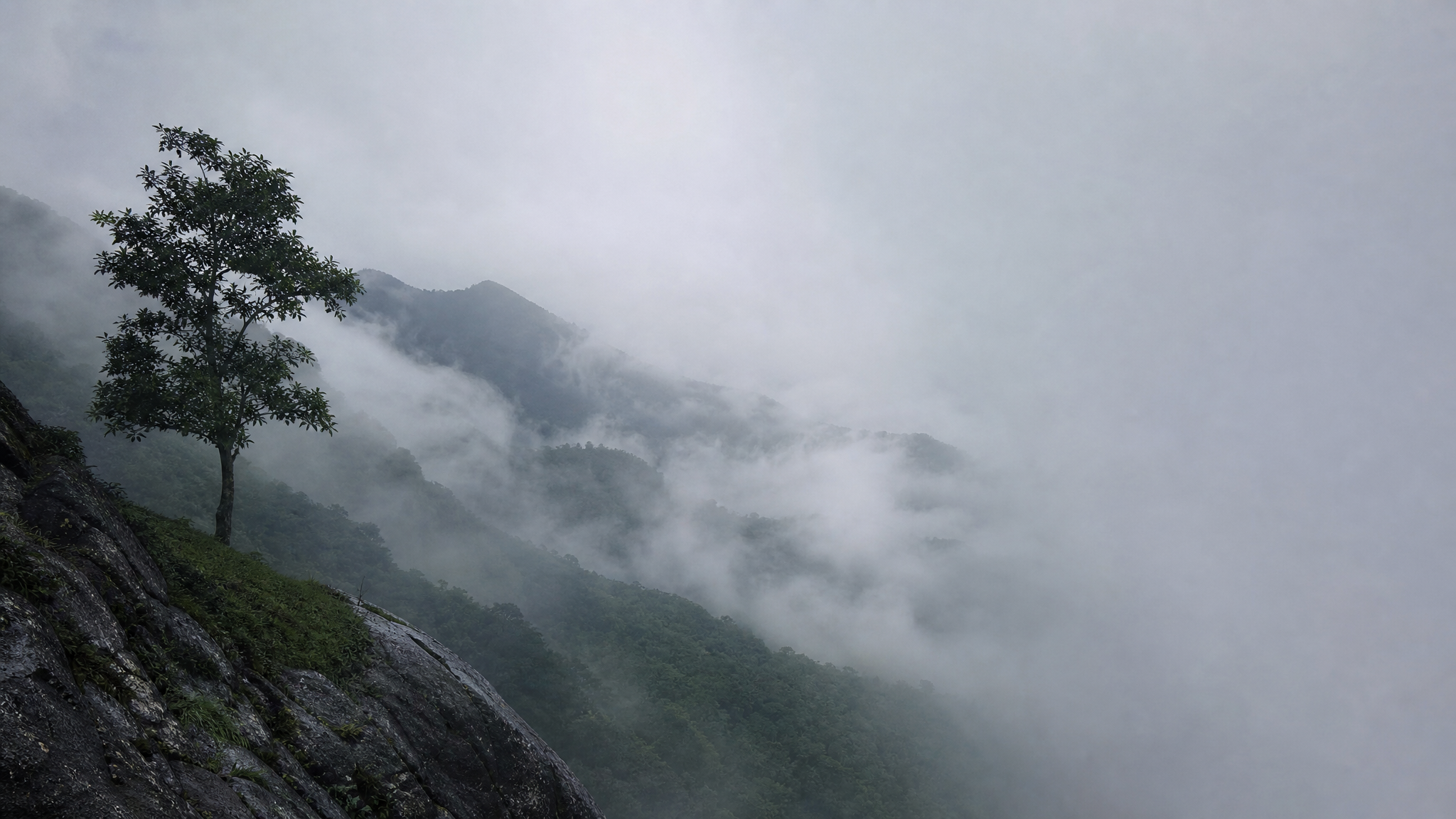 Capa da música Névoa e Chuva na Montanha