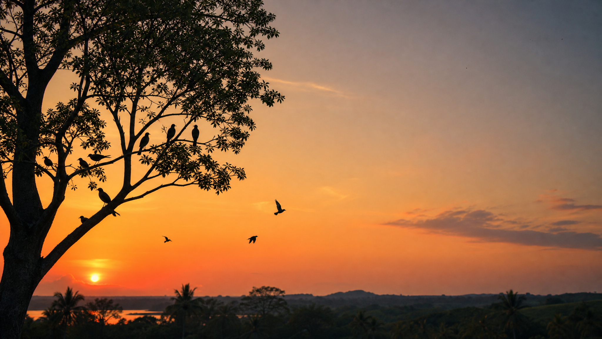Capa da música Pequenas Asas ao Entardecer