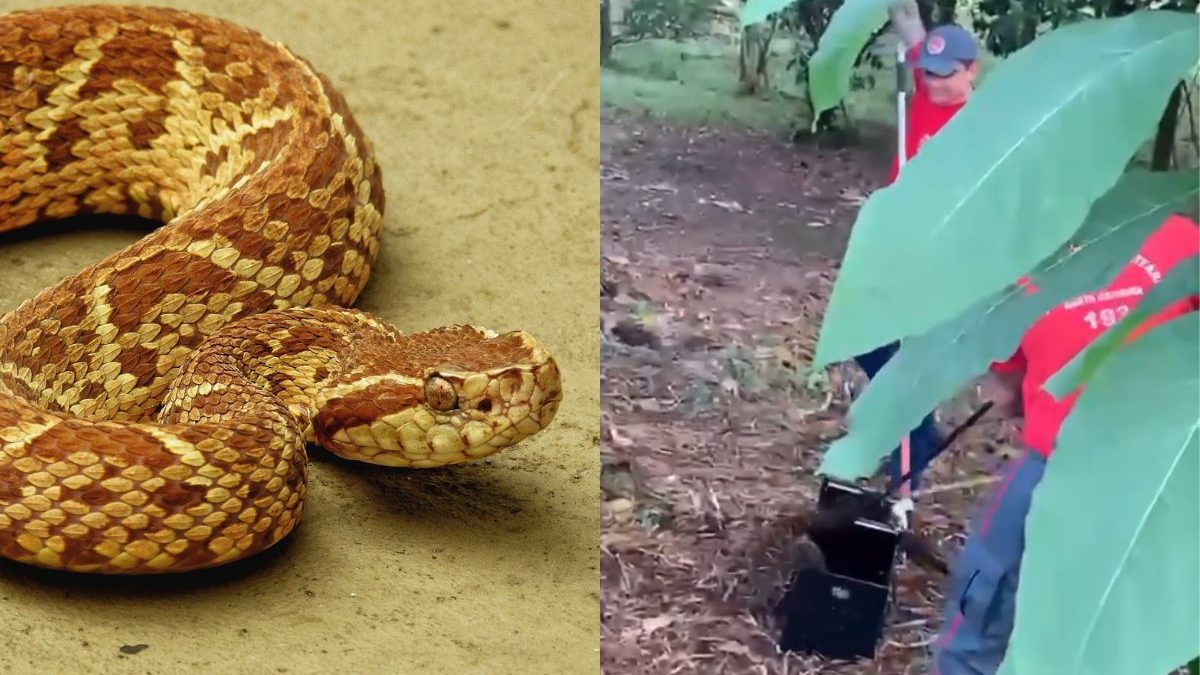 Cobra com veneno mortal é encontrada por família durante limpeza em terreno em SC