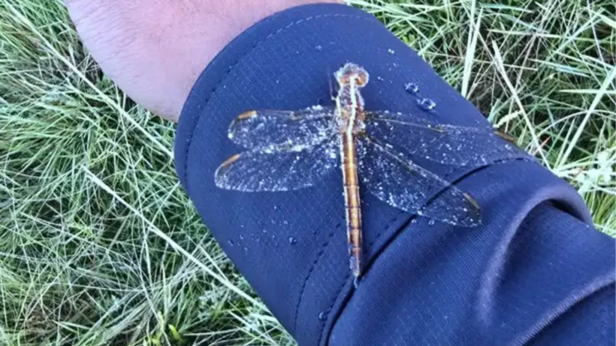 Libélula congelada no verão ajuda a explicar por que o frio da Serra catarinense é único no Brasil
