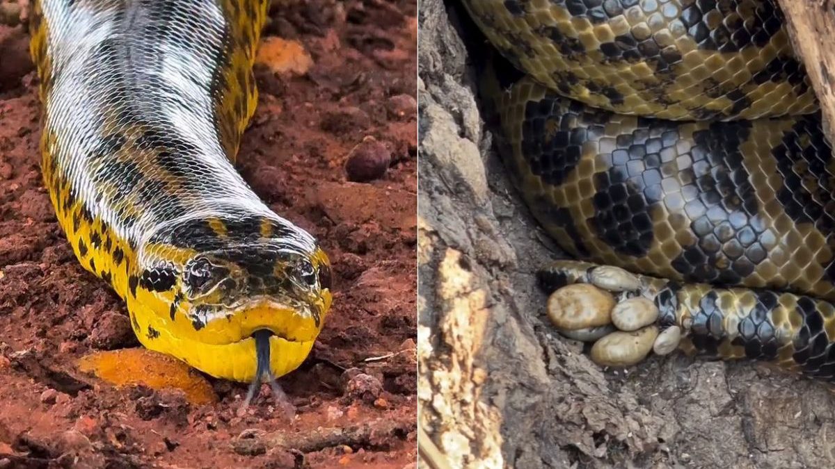 Sucuri-amarela infestada por carrapatos: gigante do Pantanal pode pesar até 40 kg e viver mais de 20 anos