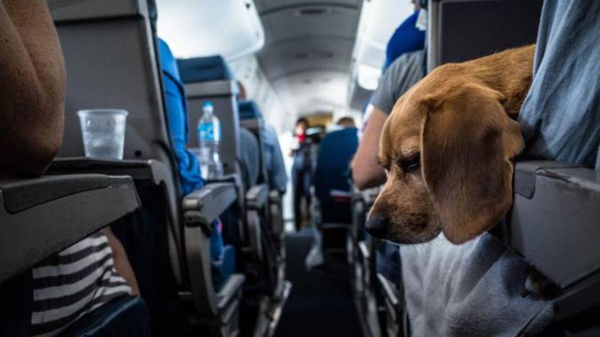 Companhia aérea libera cães de até 30 kg viajarem com tutores na cabine; medida começa na próxima semana