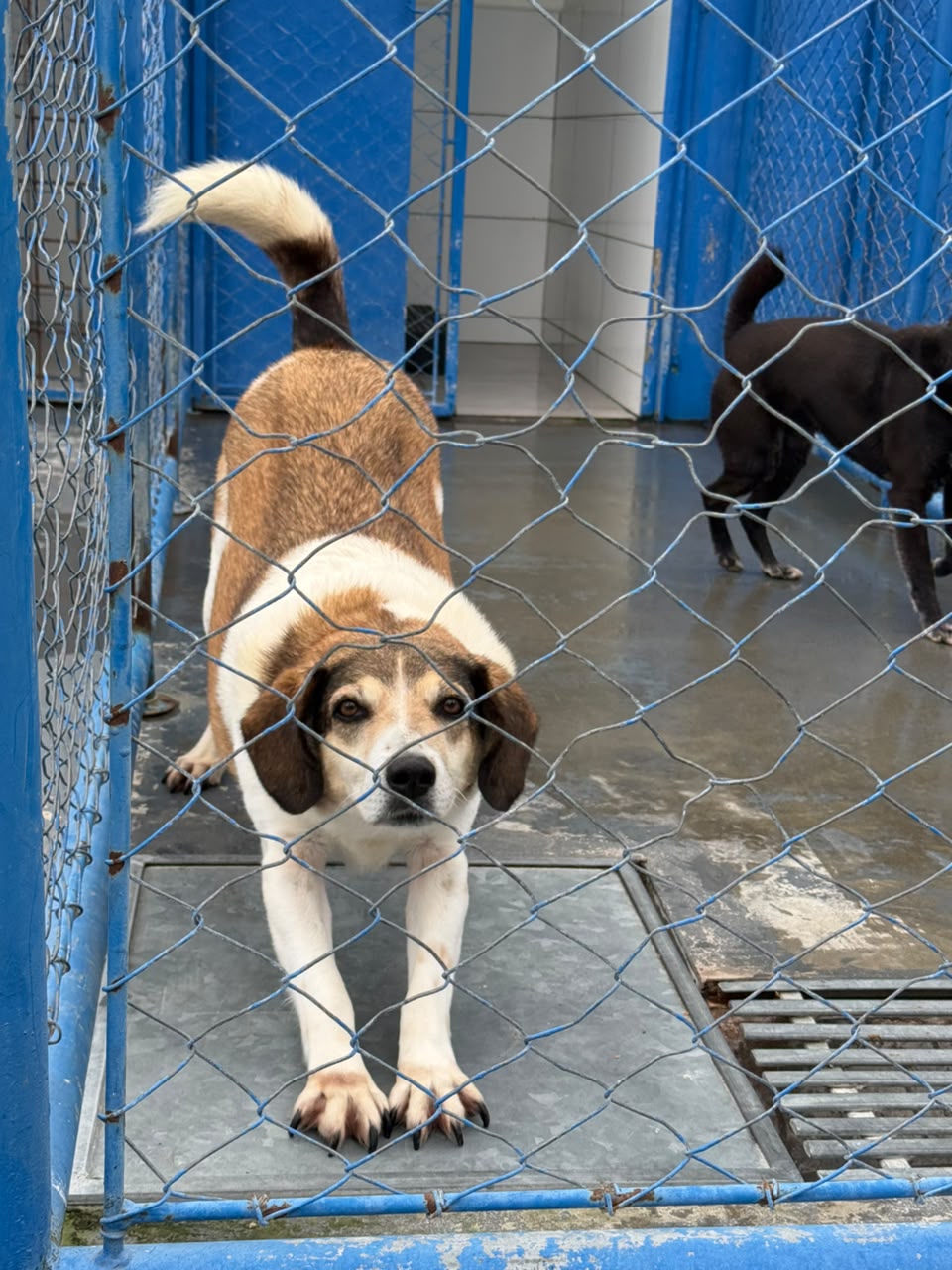 DABA de Itapema tem 40 animais à espera de um novo lar e reforça campanha de adoção responsável
