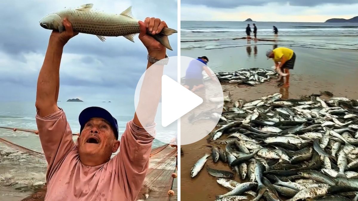 ‘Te agradeço, Pai’: pescador emociona ao celebrar rede lotada de tainhas no retorno do mar em SC