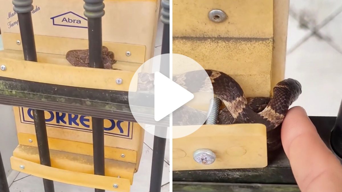 VÍDEO: ‘Cobra carteira’ é flagrada dormindo em caixa de correio e diverte internet em SC