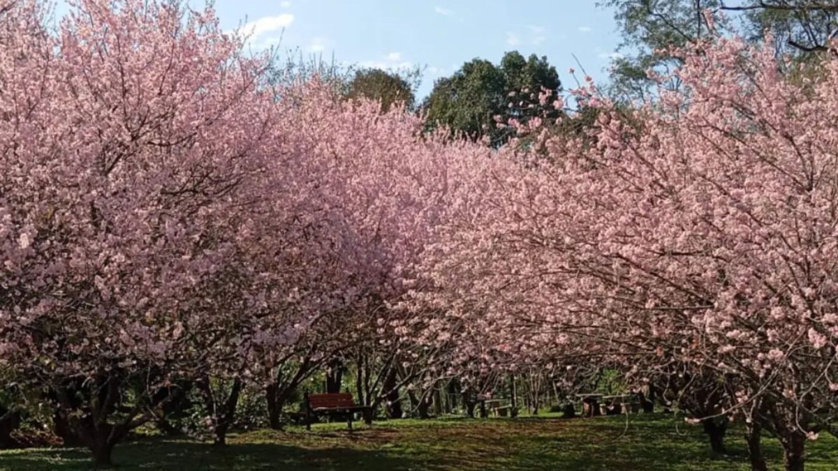 Espetáculo de amor e renovação: florada das cerejeiras começa a colorir cidade em SC e atração dura poucas semanas