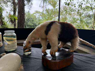 Zoobotânico celebra 34 anos com exposição de fotos históricas e animais taxidermizados