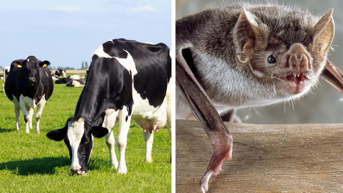 Raiva avança em animais de produção e SC já soma 27 casos em 2026