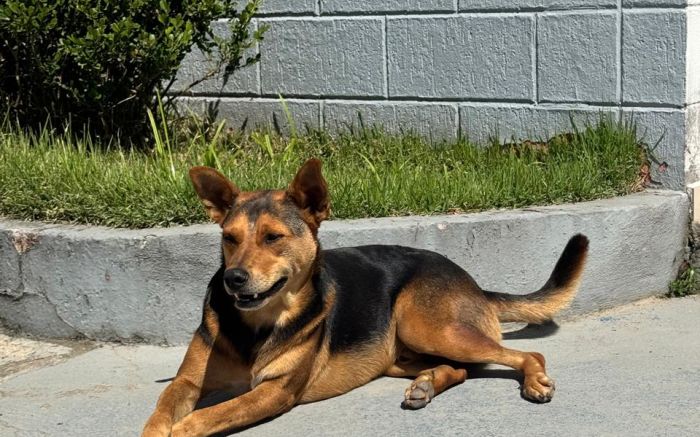 Cão comunitário é morto com tiro na cabeça em Itajaí