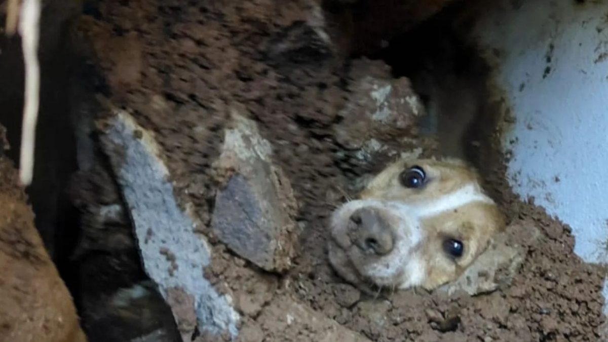 Cachorro soterrado por muro é resgatado com vida após vizinhos ouvirem latidos em SC