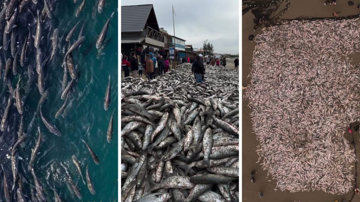 Mar generoso concede mais de 5,1 mil toneladas de tainhas a pescadores e safra encerra com marca histórica em SC