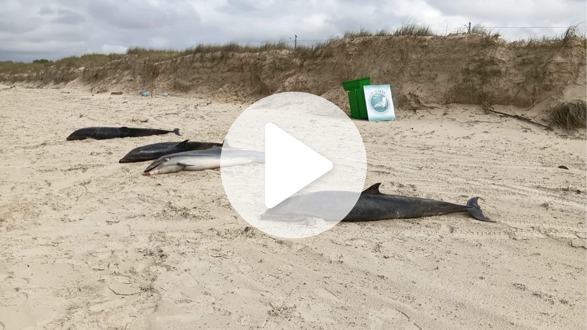 Quatro golfinhos e dois fetos são encontrados mortos após encalhe raro em praia de SC