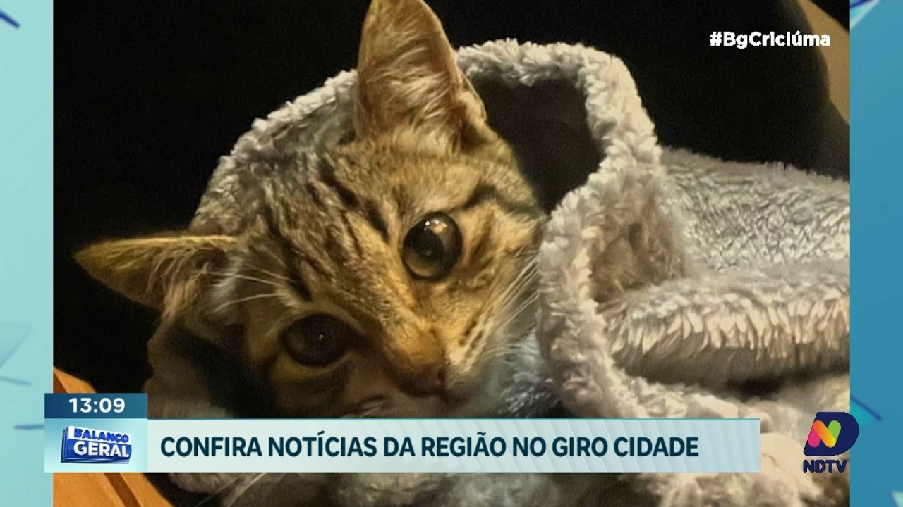 Feira de adoção de gatos acontece neste sábado em Criciúma