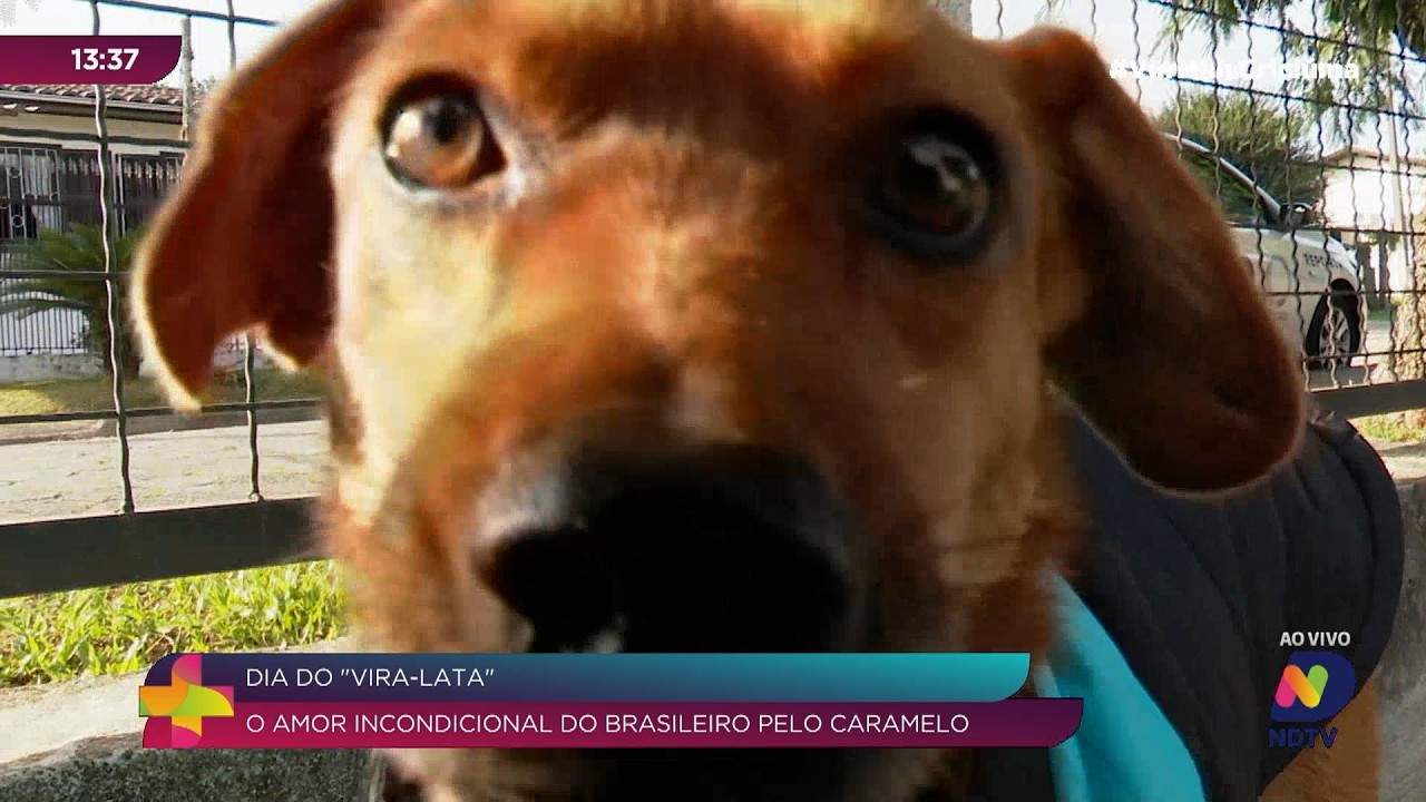 Vira-lata Caramelo conquista brasileiros com amor e lealdade