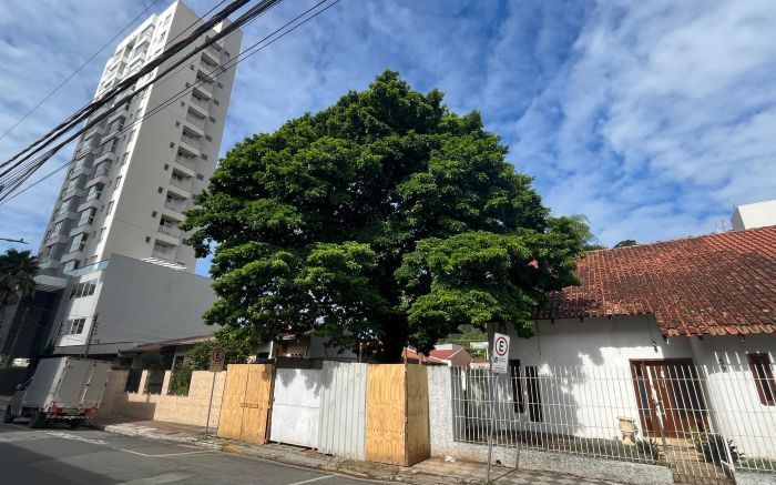 Vai sobreviver? Pau-brasil de 50 anos tem 85% de chance de “pegar”
