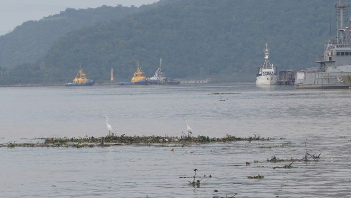 Medida pra manobras de navios na maré alta demonstra ineficiência da dragagem, diz entidade