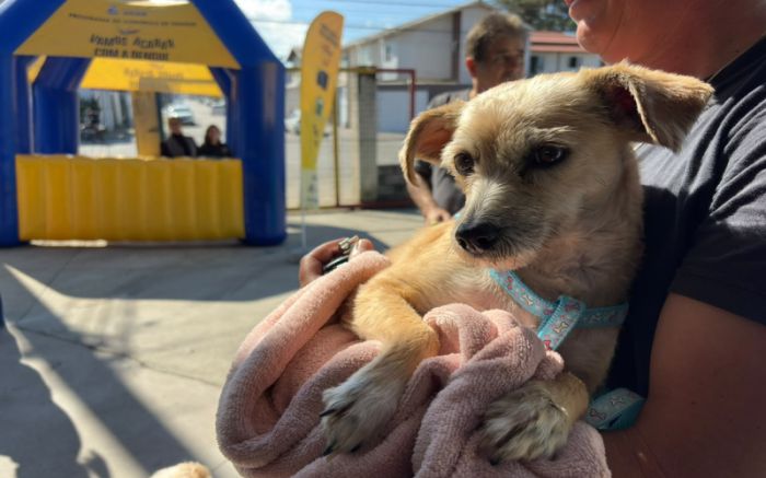 Vagas abertas para castração gratuita de cães e gatos em Itajaí