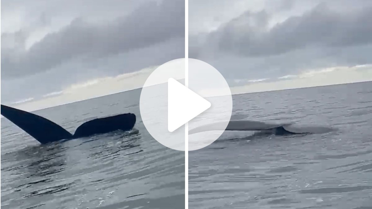 ‘Achamos que eram pedras’: família se surpreende ao encontrar baleia e filhote no mar de SC e vídeo encanta