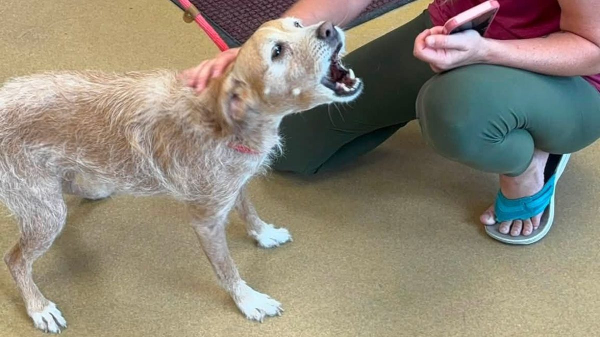 Cachorro desaparecido em 2021 é encontrado 5 anos depois a centenas de quilômetros de casa, e a dona corre para buscá-lo, mas descobre que ele estava registrado em nome de outra pessoa