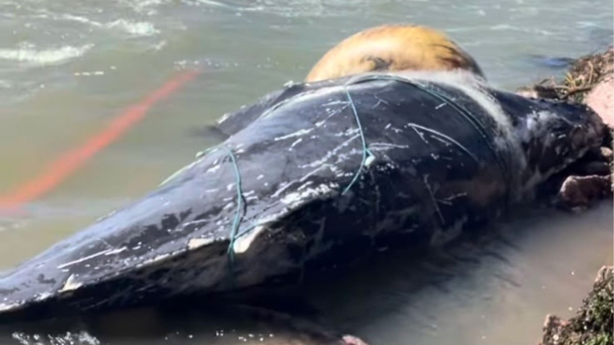 Baleia-jubarte é encontrada morta presa em rede de pesca em famosa praia de SC