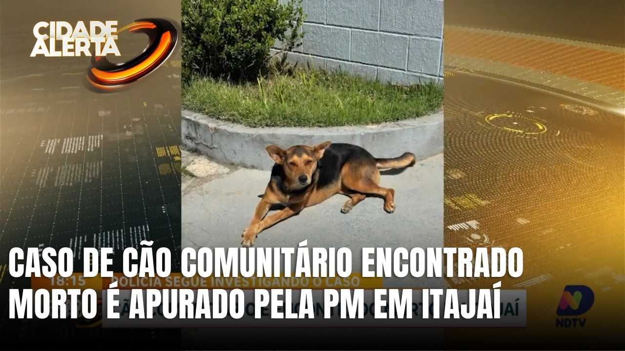 Polícia investiga morte de cão comunitário em Itajaí