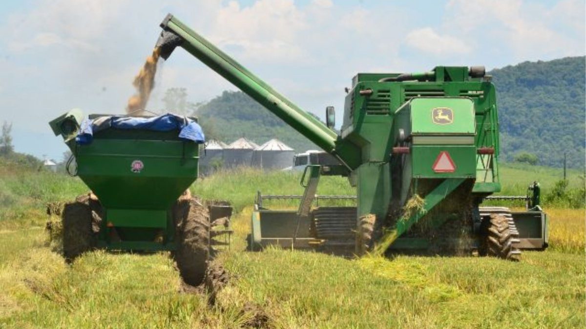 Ouro branco do Sul de SC: região produz 80% do arroz catarinense e aposta em tecnologia para crescer