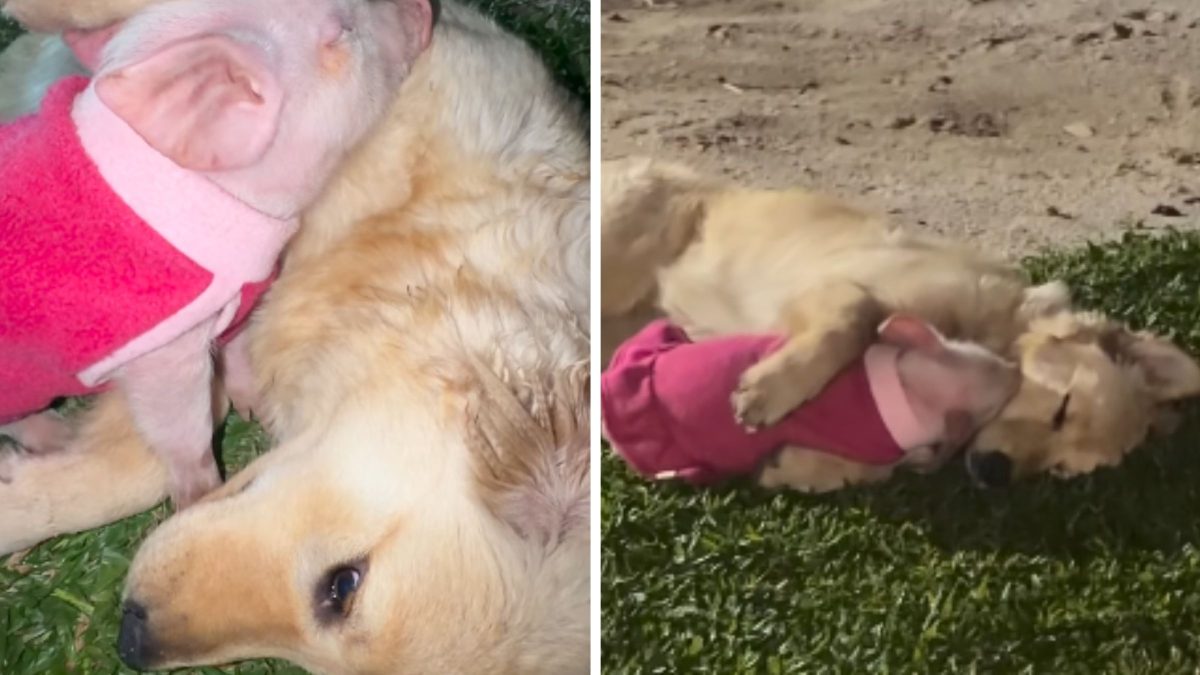 Amizade inusitada entre golden retriever e porquinha encanta a web em SC: ‘jurava que era um urso de porquinho’