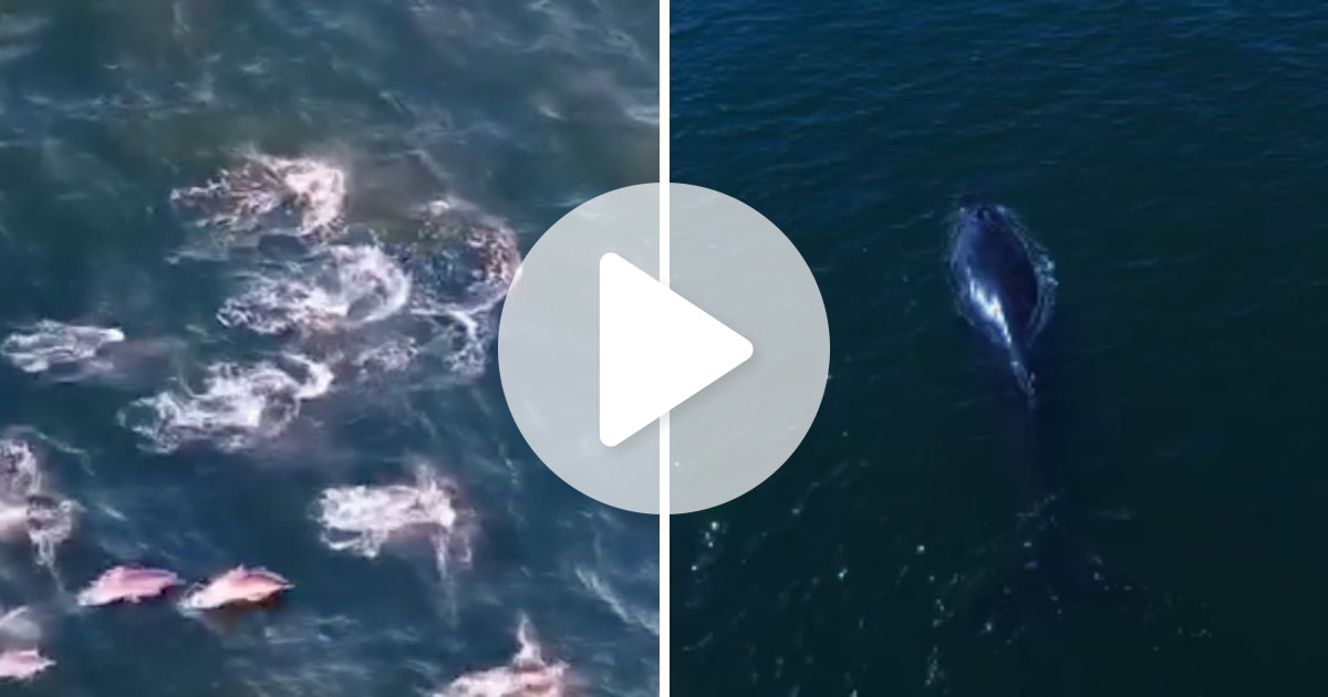 VÍDEO: Praia paradisíaca de SC vira cenário de espetáculo da natureza com sequência de golfinhos e baleia-jubarte