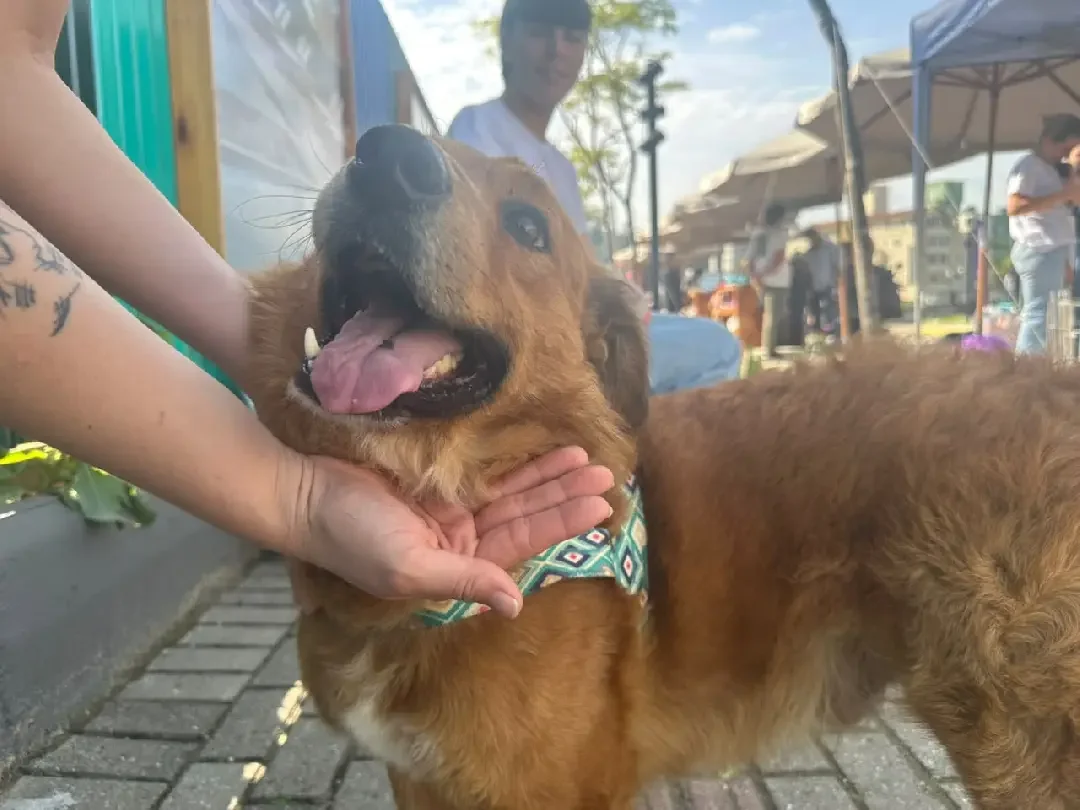 Comemorações dos 166 anos de Brusque têm manhã de atividades físicas e adoção de animais