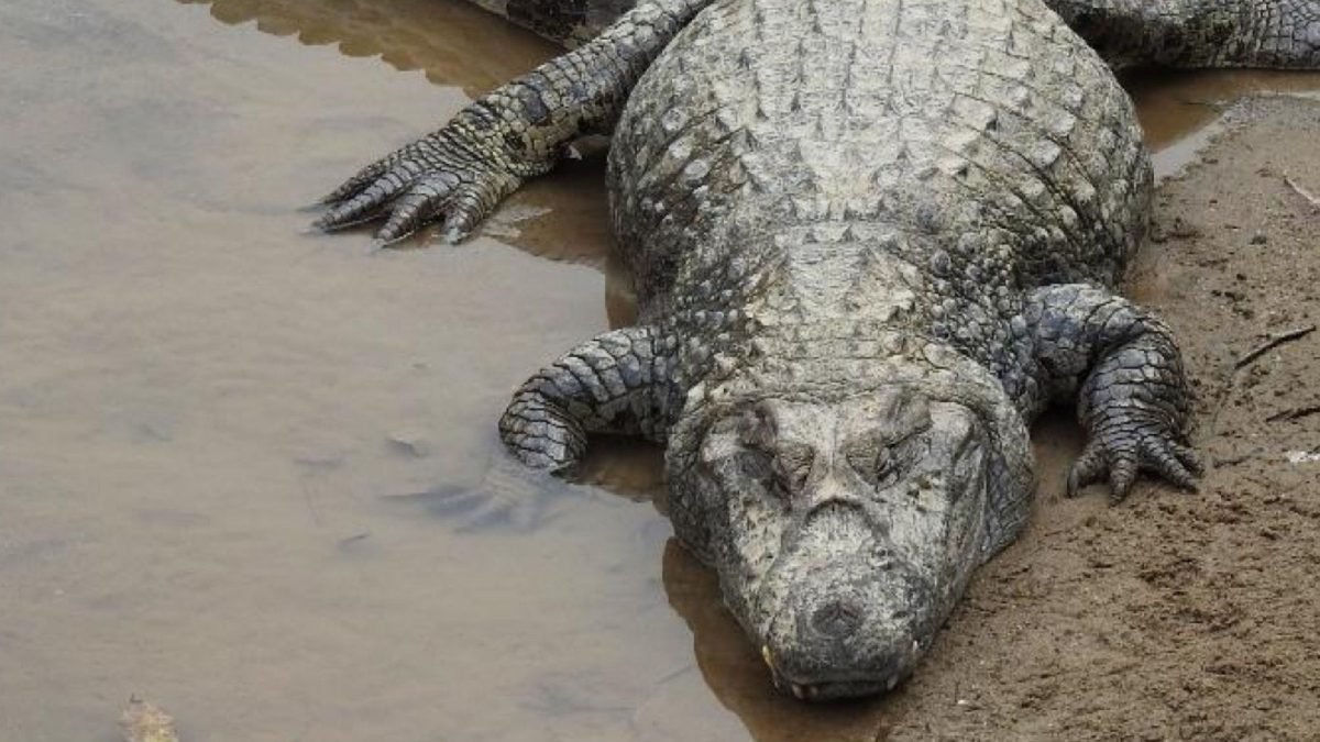 Jacaré considerado mascote de cidade de SC é flagrado em banho de sol: ‘Tá bem gordinho’