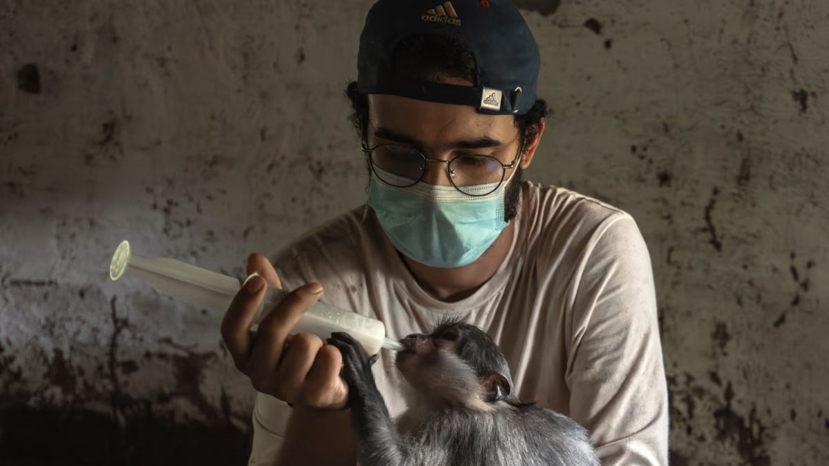 Filhote de macaco muda a vida de francês de 26 anos que abandona apartamentos de luxo em Paris para viver isolado com 66 chimpanzés, até descobrir que aquele pequeno animal seria seu primeiro ‘filho’