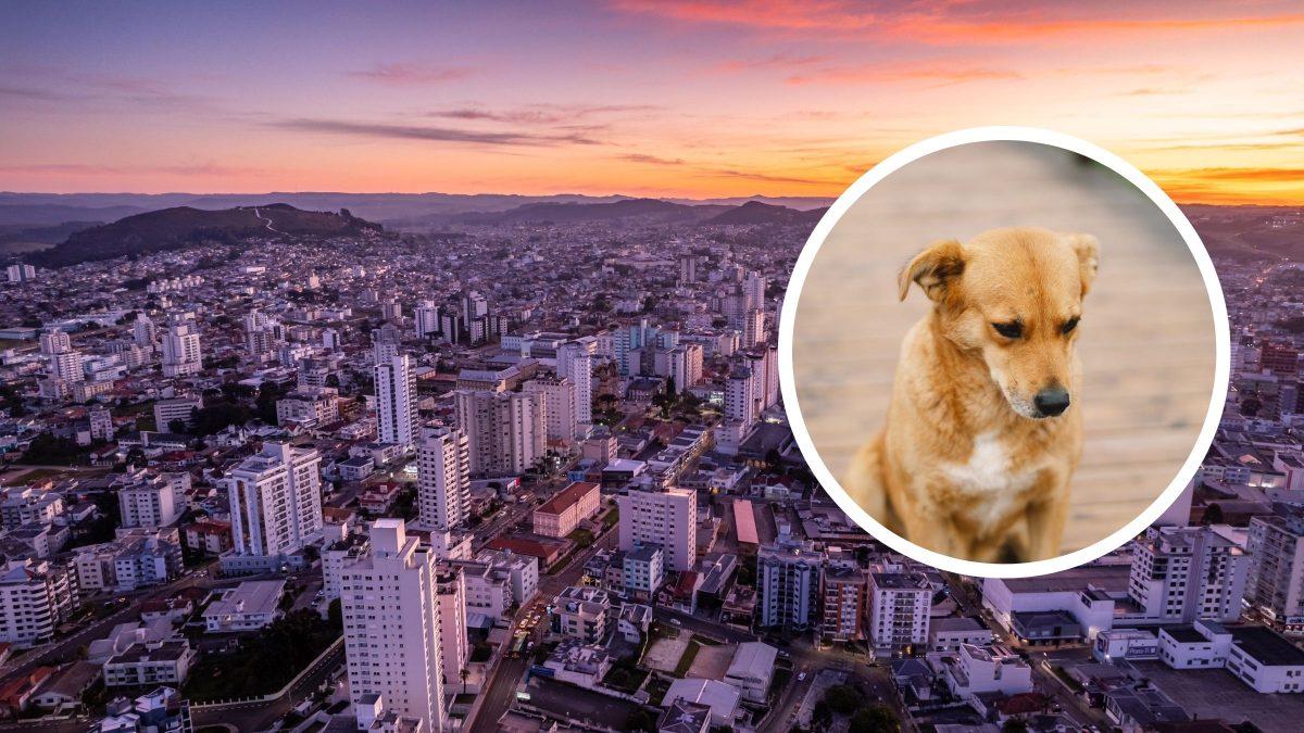 Latidos intensos revelam agressões contra cães e cadela morta enforcada por cabo elétrico na Serra de SC; um homem foi preso