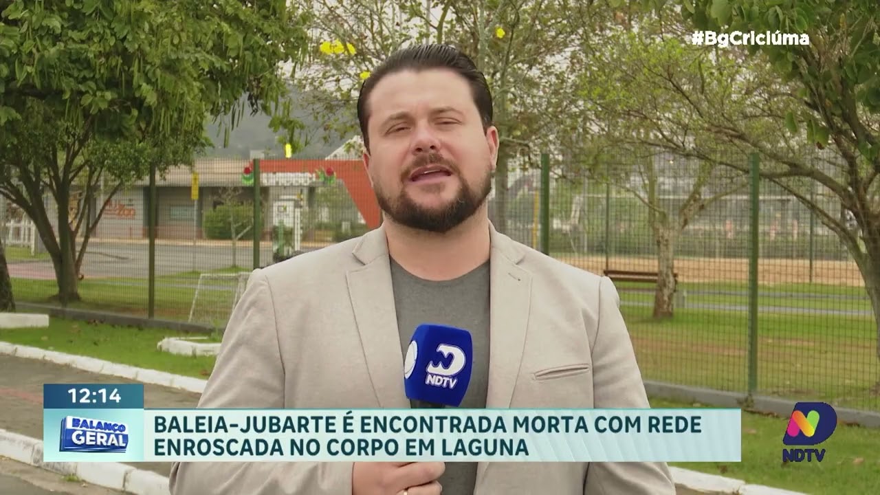 Baleia-jubarte juvenil é encontrada morta nos molhes de Laguna