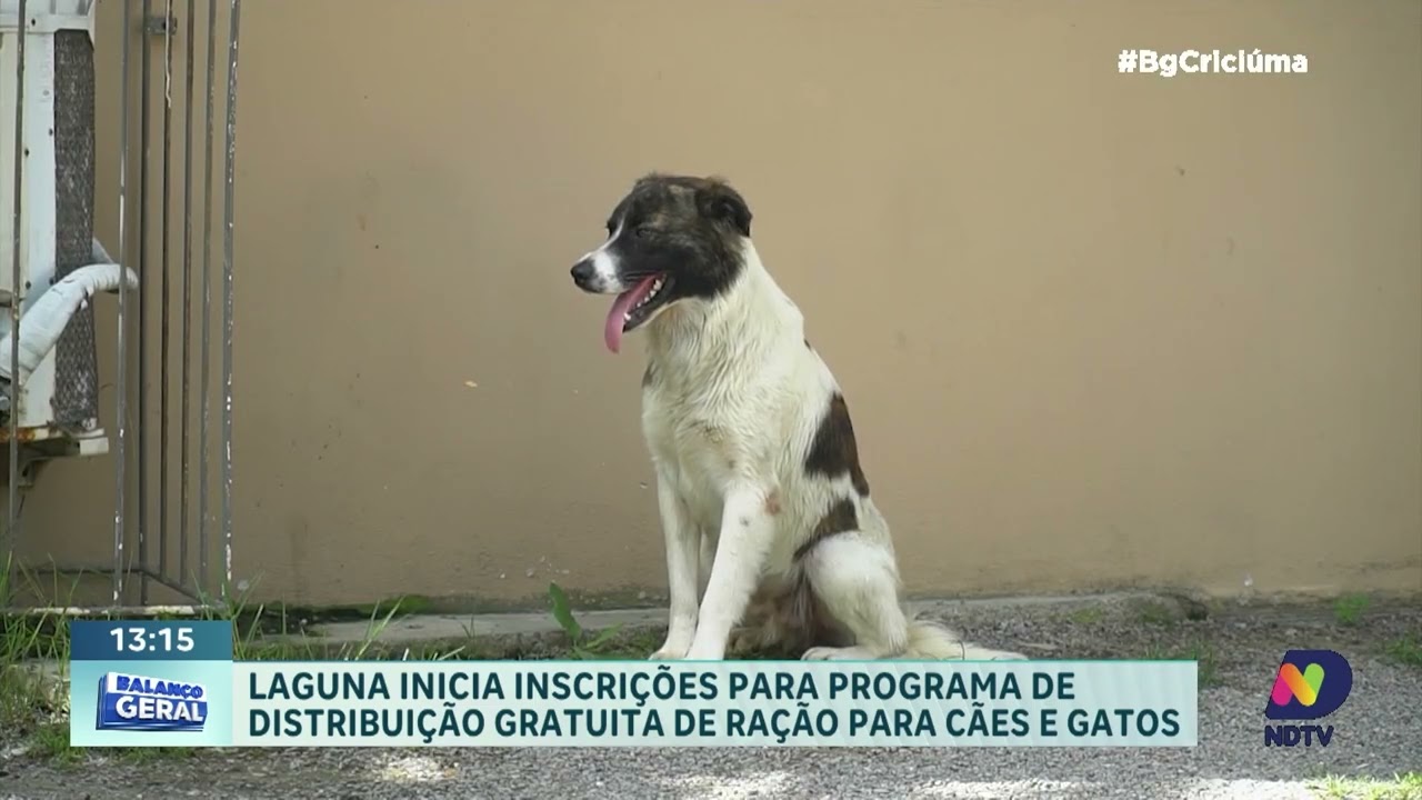 Laguna inicia programa de ração gratuita para cães e gatos