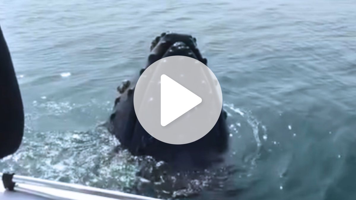 Baleia surge ‘colada’ em barco em SC e deixa passageiros em choque: ‘Que loucura, não tô acreditando’