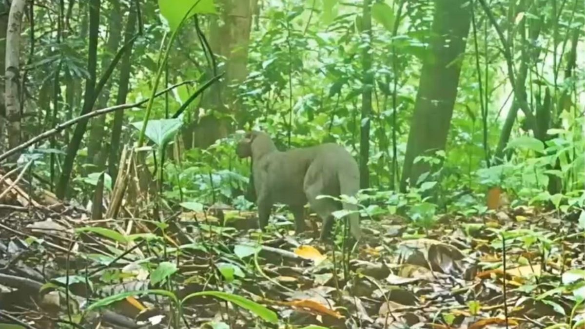 Registro histórico mostra felino raro vivo em mata de SC após anos de buscas
