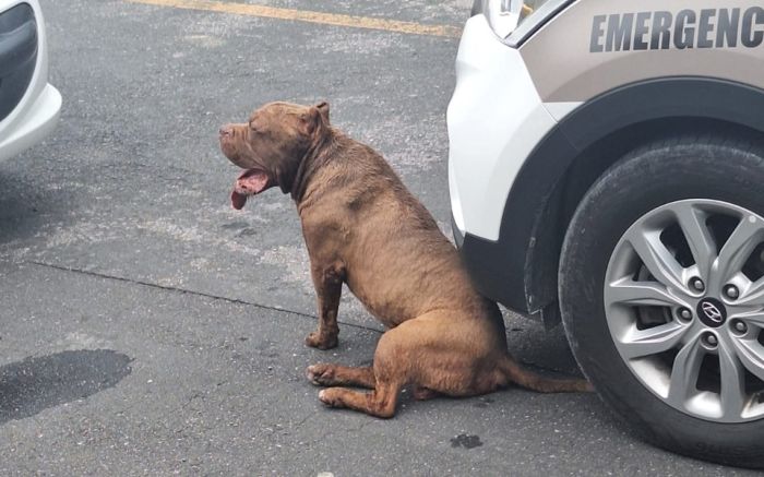 Menino de 10 anos é atacado por pitbull