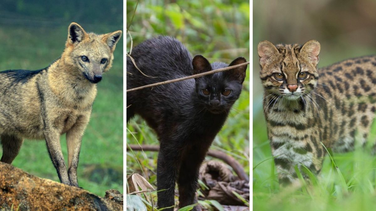 A reserva mantida por gigante do aço que protege felinos ameaçados e mais de 15 mil animais em SC